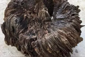 大爷山坡采药捡到“烂木头”，准备做柴火烧掉时，被老伴拦住！图片