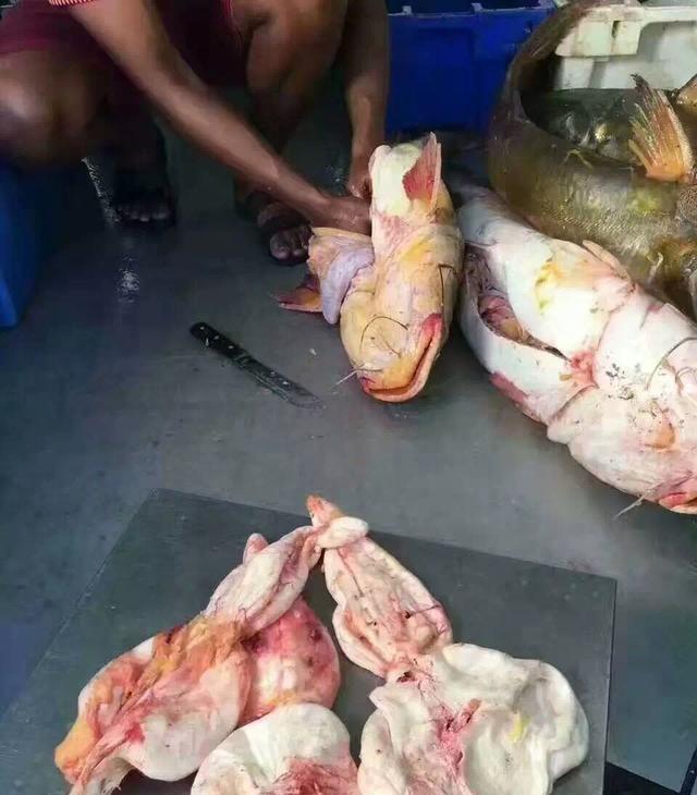 花胶能放柠檬去味吗 2026年花胶能放柠檬去味吗百度百科