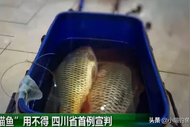 四川泸州男子锚8斤鲤鱼被判刑两个月，钓鱼人：锚鱼危害重大图片