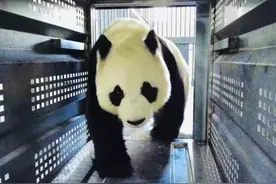 陪伴武汉人民625天的大熊猫姐妹花今天回老家了图片