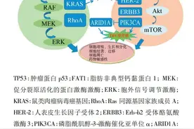 胃癌相关基因及靶向治疗的研究进展图片