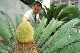 “千年”的铁树开了花图片