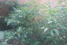俗称的野樱桃原来学名叫珊瑚樱，好富有诗意的，有关于它知道多少图片