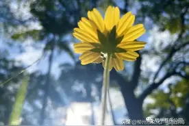 秋季赏花正当时，快入“百花”深处图片