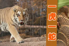 6.《水浒传》评论系列之开篇-一虎一蛇究竟是何方神圣图片