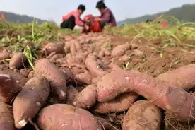 种植红薯 “倒插苗 ”开始盛行 ，什么是倒插苗？好处在哪？图片