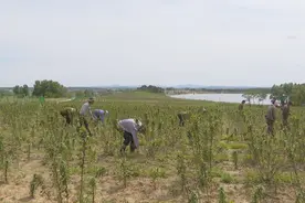 黑果花楸点亮致富新希望图片