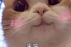 科普“拍了拍”你：官方扶持来啦丨投稿邀请&创作者招募图片