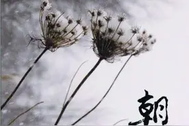 徐老师带您阅读文学经典系列：朝花夕拾图片