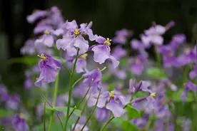 栀子花开时图片