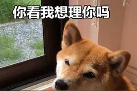 狗狗梦里有没有你？它入睡20分钟后你就知道了图片