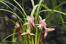 兰花叶片比花高，剪短兰花的叶片会影响开花吗？图片