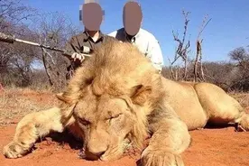南非农场养了万头狮子，专供富人猎杀，一名英国人射杀了一头图片