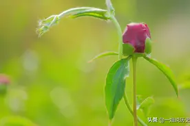 这种植物在农村随处可见，但它却是“生化武器”，名字很耳熟图片