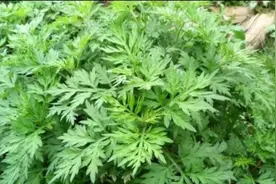 乡下这种野草气味清香,做成枕头安眠助睡,尤其对女性有很大的作用图片