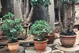 玉树养了30年，枝干比腰粗，玉树临风“老盆景”，价值好几万图片