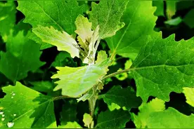 采把山野灰灰菜回家图片