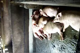 非洲猪瘟通过哪些途径传播？养殖者该如何预防？图片