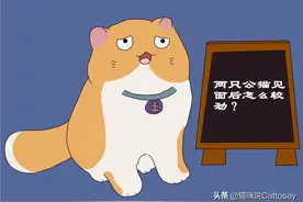 两只公猫见面怎么较劲，猫看重3件事，母猫缘很重要图片