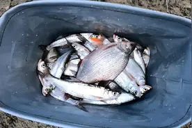 路亚滑漂以后可能会普及，发现好多钓友很感兴趣，今天聊一聊图片