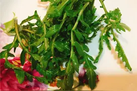 东北又到了挎着小框挖野菜的季节，这些野菜，您都认识吗？图片