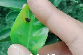 夏季多雨桔柚褐斑病频发难防？了解2大病因，用5个措施可有效防治图片