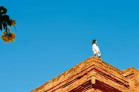 懂事的代价图片