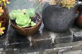 多肉植物夏天怎么浇水？三天左右浇水？专选下雨天浇水？图片