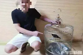 李沧警方：三男子非法买卖国家二级保护动物鹩哥被采取刑事强制措施图片