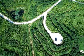 光山这里种植元宝枫 托起致富路图片