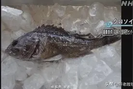 受核废水影响，日本再现辐射变异鱼，奥运成员健康如何保证？图片