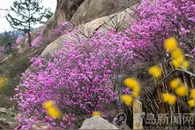 花情探营：大珠山杜鹃花开早 连翘黄映衬杜鹃红图片