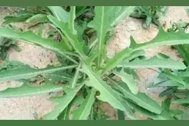 农村三种苦苣菜属植物的辨认和利用图片