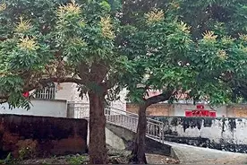 两年前，兄弟老房子墙上来了一窝蜜蜂，难道真的是蜂来人丁兴旺？图片