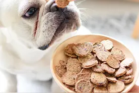 如何挑选狗狗零食？狗狗零食如何选择？看这篇就够了图片