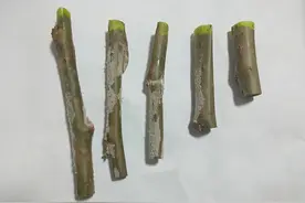 这是啥东西？叫什么名字来？图片