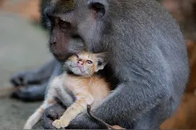 记得一则新闻，有一只猴子收养了一只小流浪猫，含辛茹苦将它喂养图片