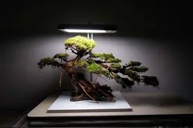 草缸造景骨架——莫斯树图片