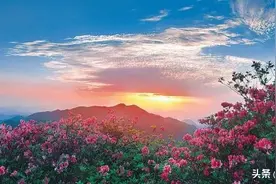 【夜听美文】待到山花浪漫时，我在丛中笑图片