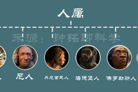 人属曾经至少有11个人种，为什么现在只剩下我们智人了？图片