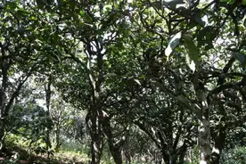 官茶贮库，商茶令自卖？探析明期“茶马互市”政策出现原因及影响图片