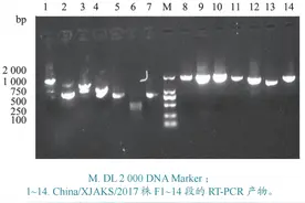 流行病学 | 新疆野生北山羊小反刍兽疫病毒分子特征图片