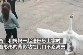 宠物鹅养出感情，送3岁小主人上学不肯离开，网友：可以陪嫁图片