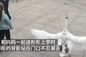 宠物鹅养出感情，送3岁小主人上学不肯离开，网友：可以陪嫁图片