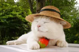 猫叔：18岁啦，别因为我的离开而难过，我始终只想看到你们的笑脸图片