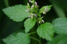 血见愁是一种什么样的植物？图片