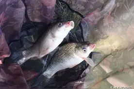 滑鱼嘴刁难开口？那是没找对方法，记住这类饵料是滑鱼克星图片