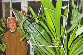 君子兰比人高，芦荟长成树，玉树变成花大王，都长疯了图片