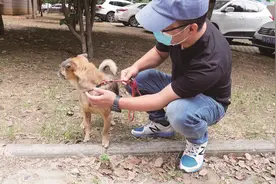 主人离世后狗狗痴守医院3个多月，武汉“忠犬八公”成网红图片