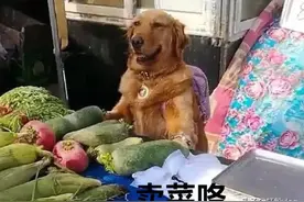 主人去小卖部买烟，金毛帮忙看菜摊，回来一看笑喷了图片